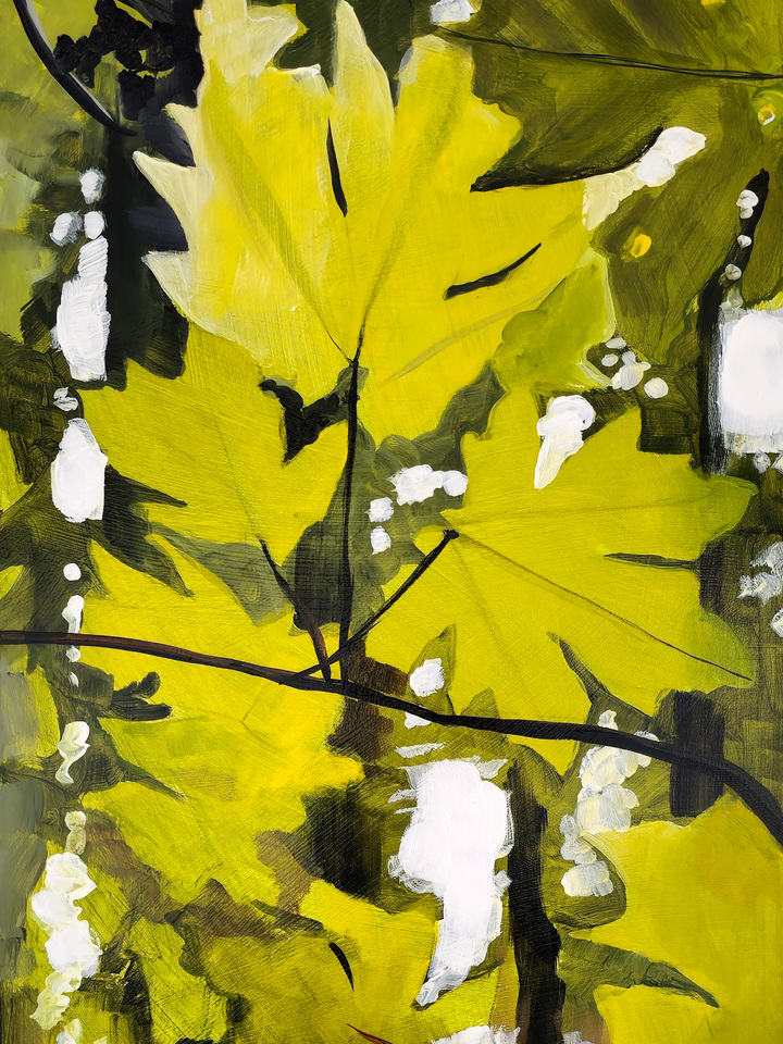 Big Leaf Maple in Fall