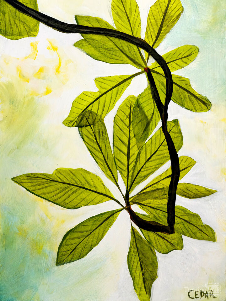 Sunlit Rhododendron White