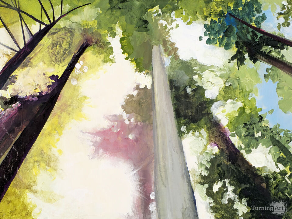 Rose-Hued Redwood Dream