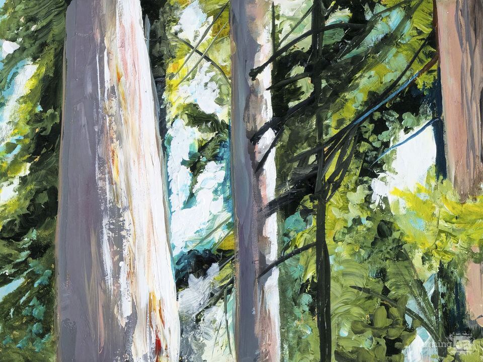 Trunks of Coastal Redwoods