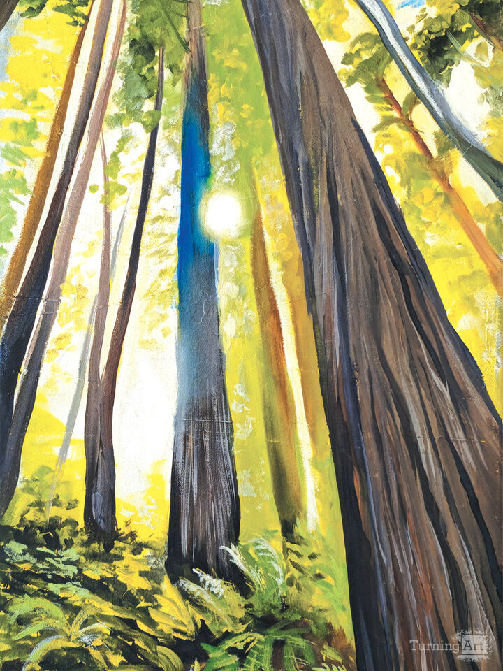 Redwoods and Ferns 1