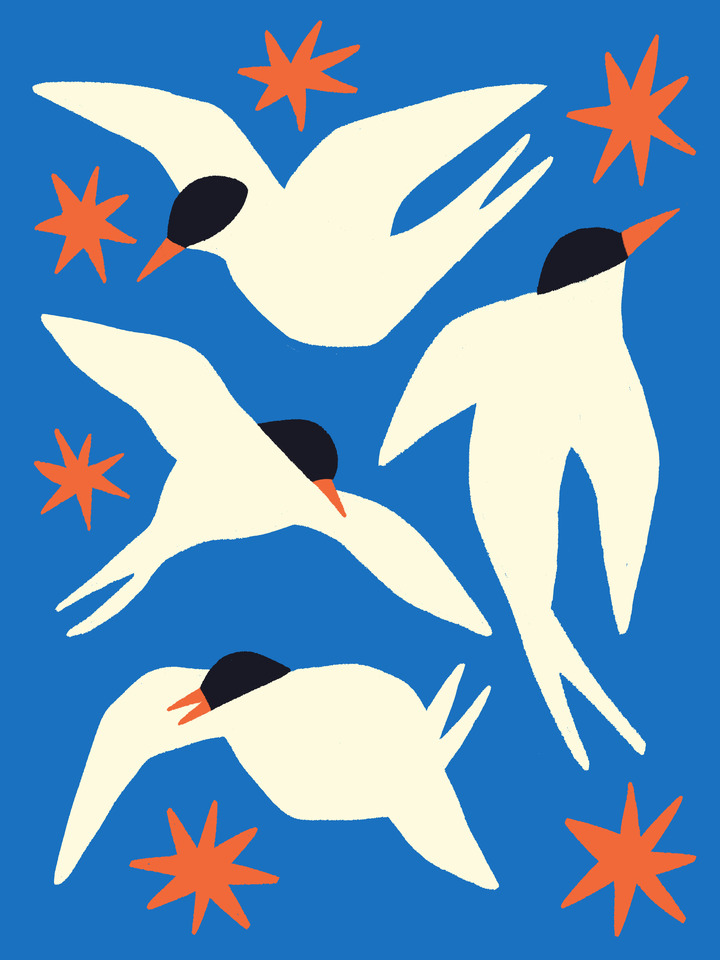 Terns