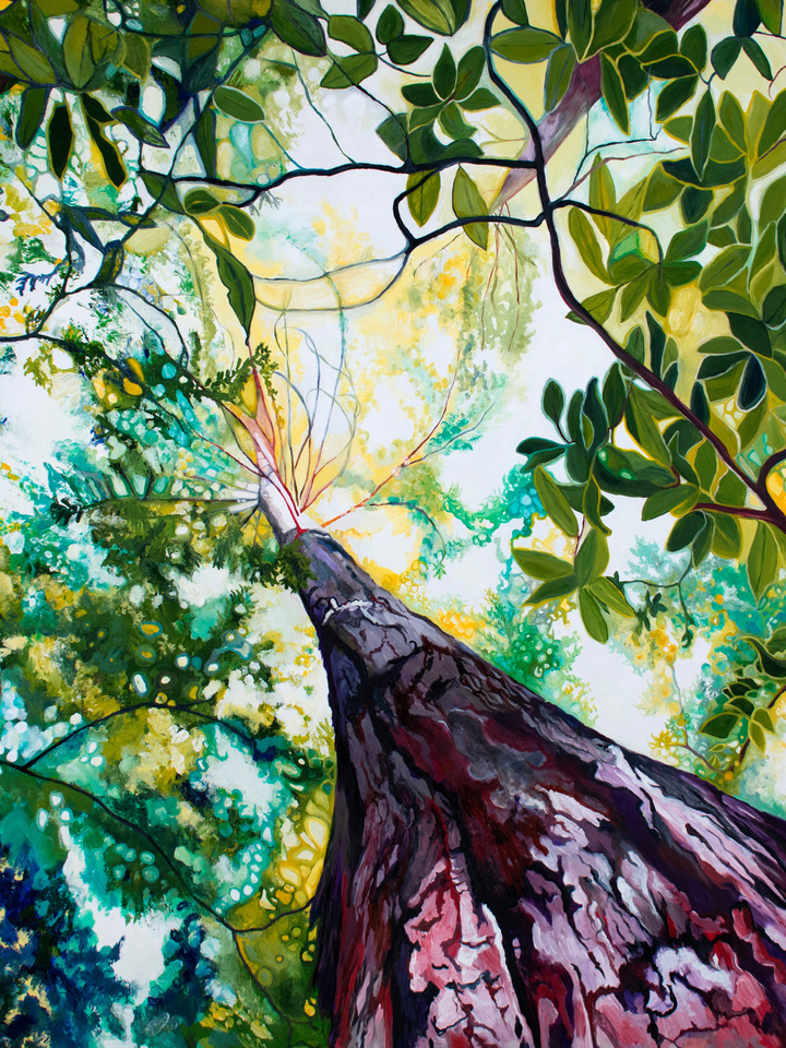 From the Forest Floor