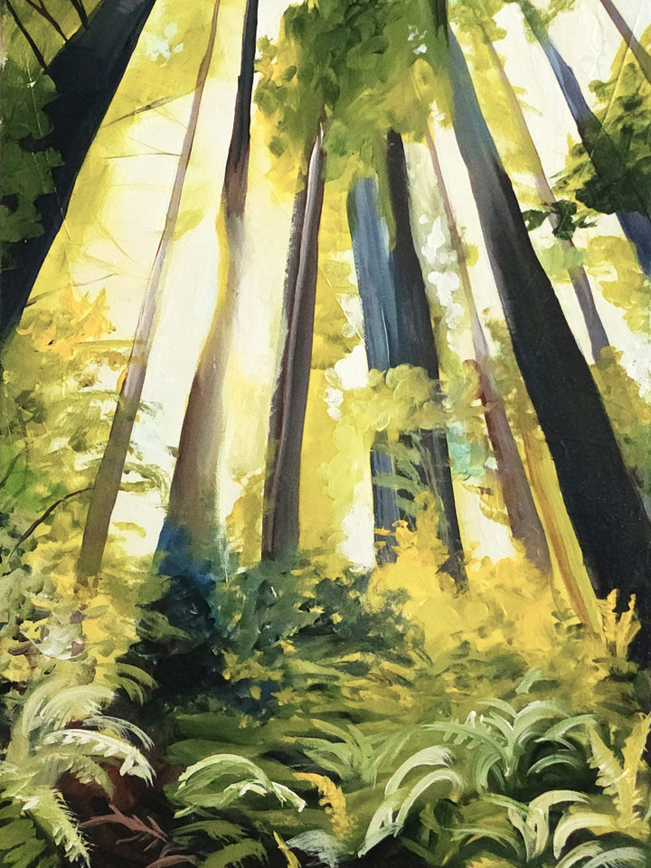 Redwoods and Ferns 2