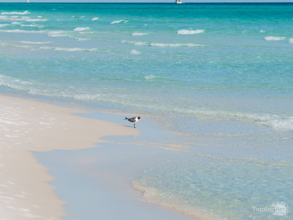 Fishing Gull Along Destin Waves