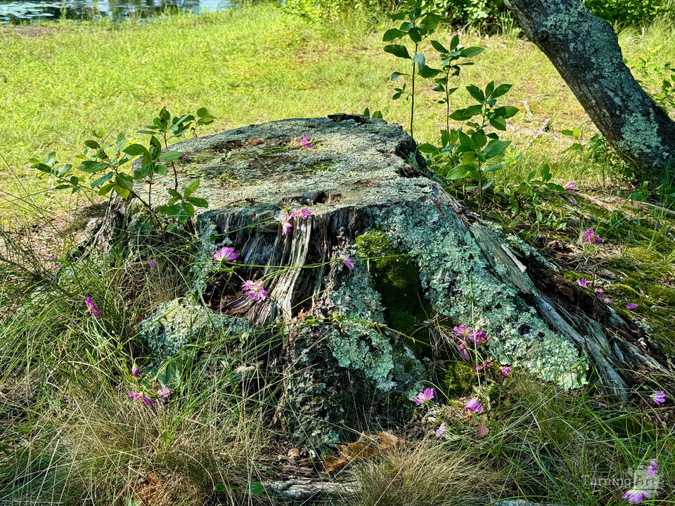 Tree Stump, Plymouth, Massachusetts