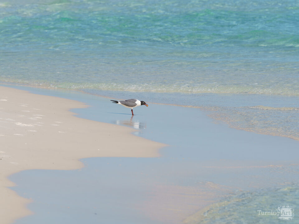 Fishing Seagull Along Destin Waves
