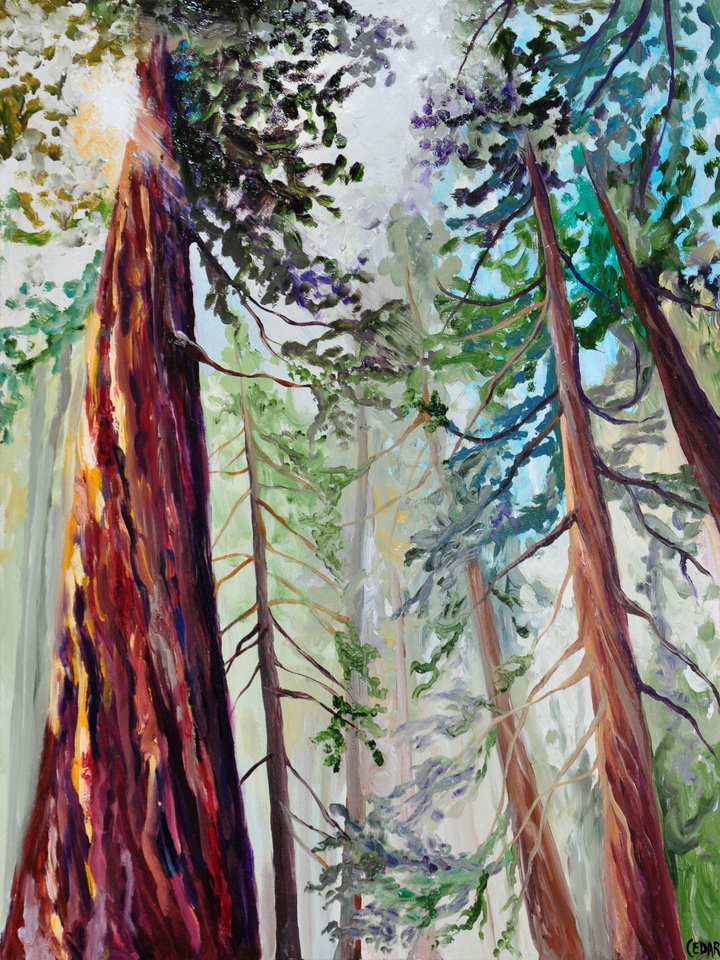 Sequoias in the Sun