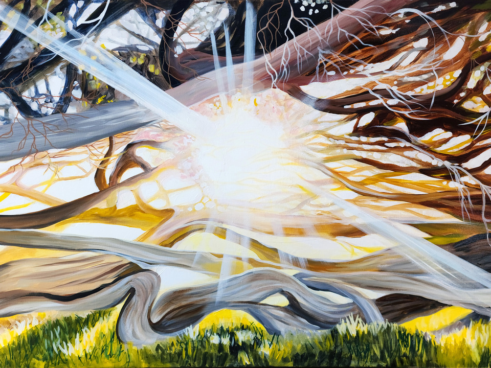 Coastal Tea Trees in Golden Gate Park