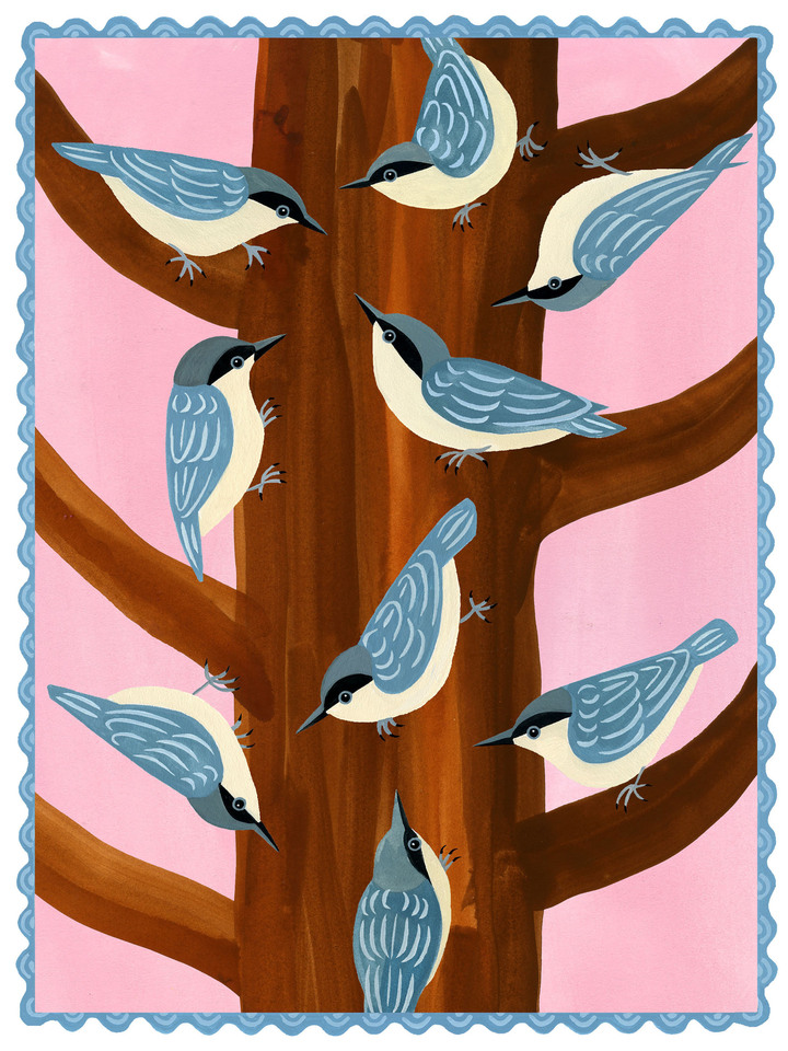 Nuthatches