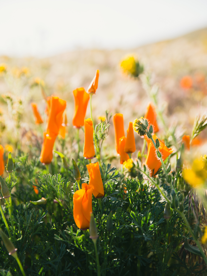 California Poppy