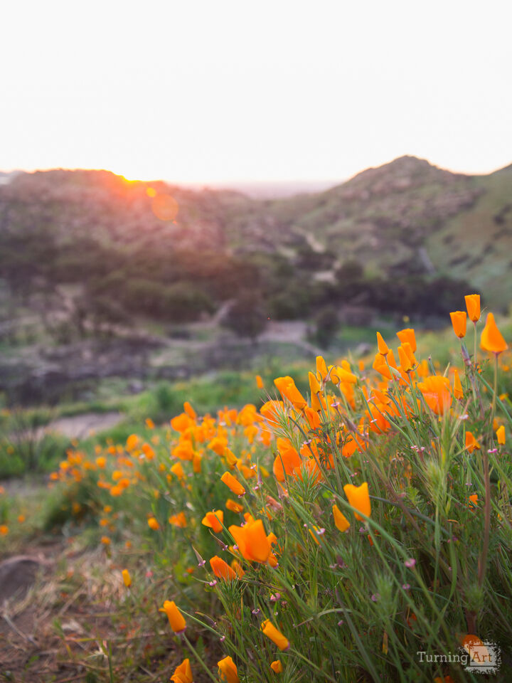 Poppy Sunset