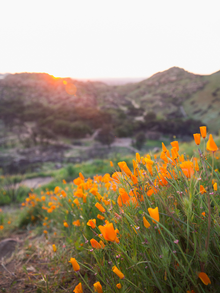Poppy Sunset