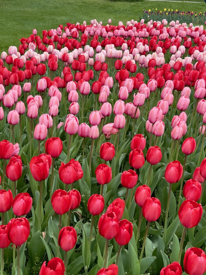 Tulips Reds and Pinks