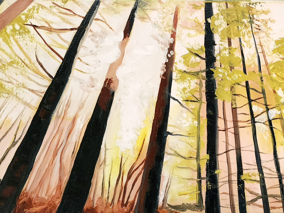 Discovering the Woods 1