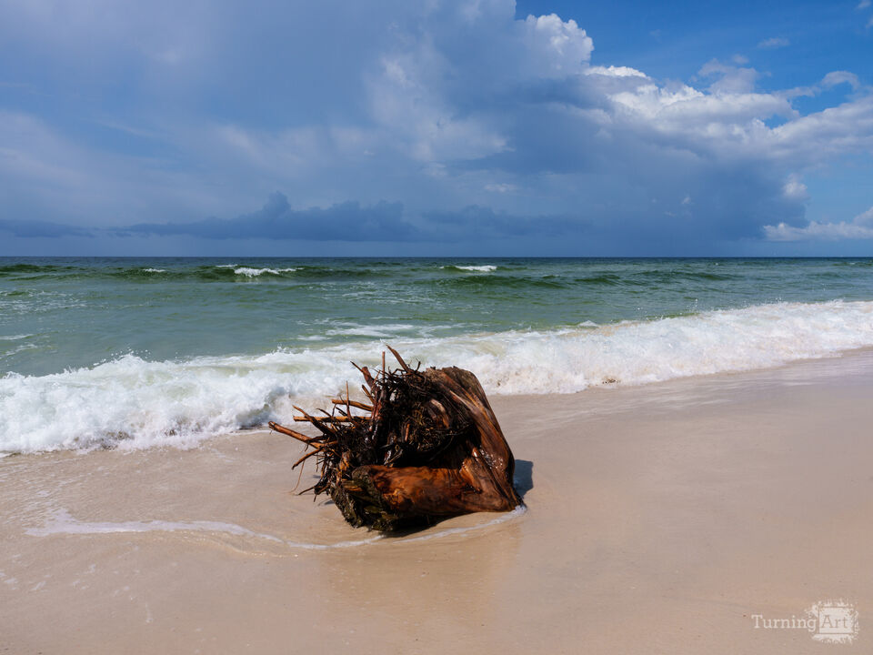 Driftwood On West Perdido Key Beach