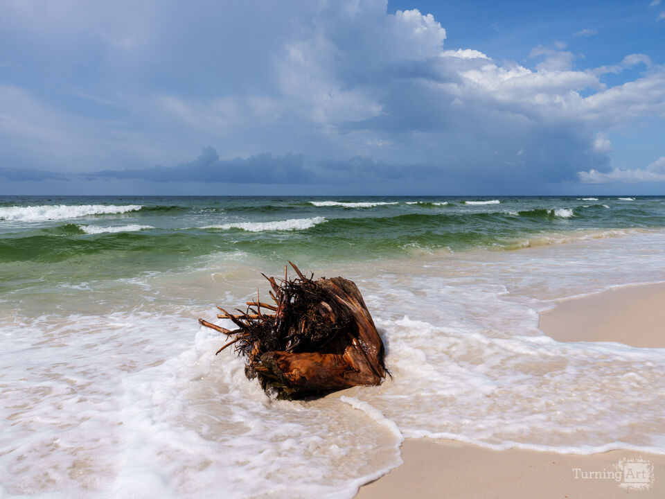 Waves And Driftwood Perdido Key Beach
