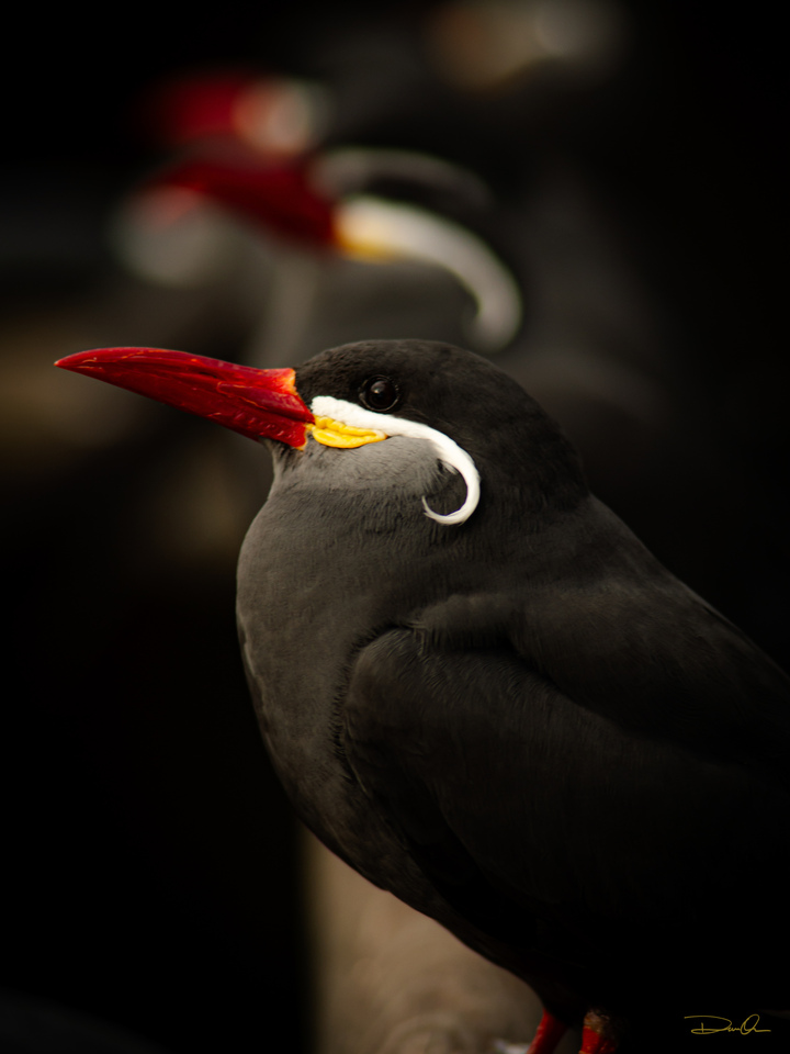 Inca - Tern