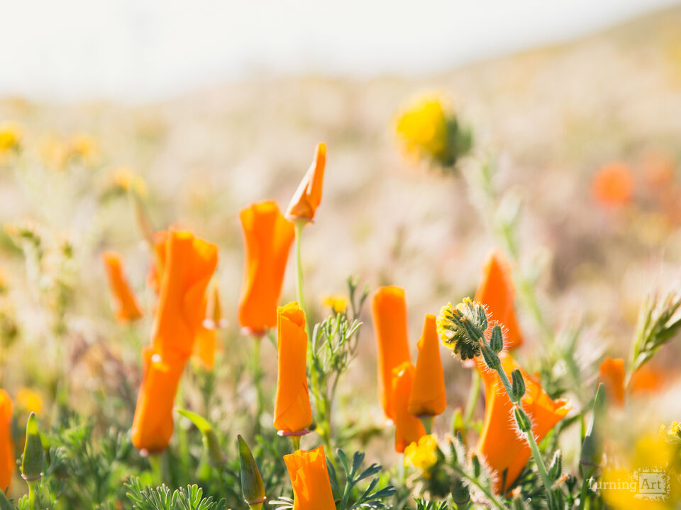 California Poppy 2