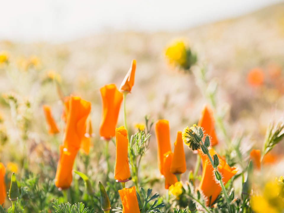 California Poppy 2