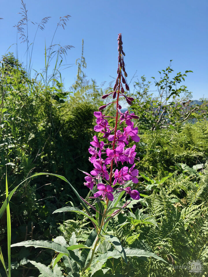 Willowherb, Juneau