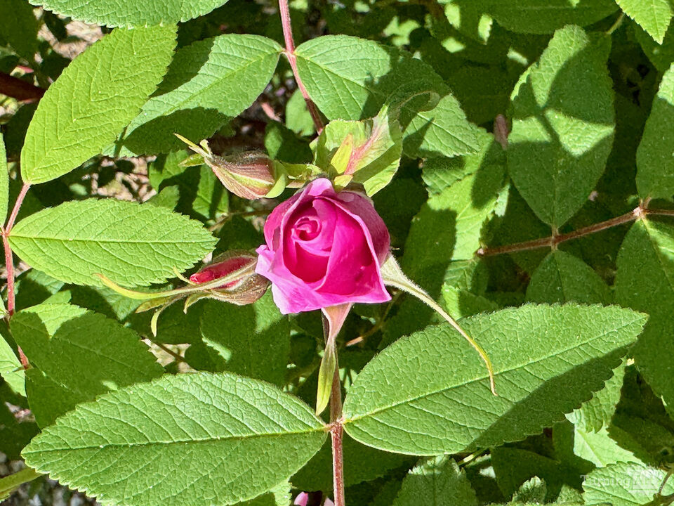 Rose