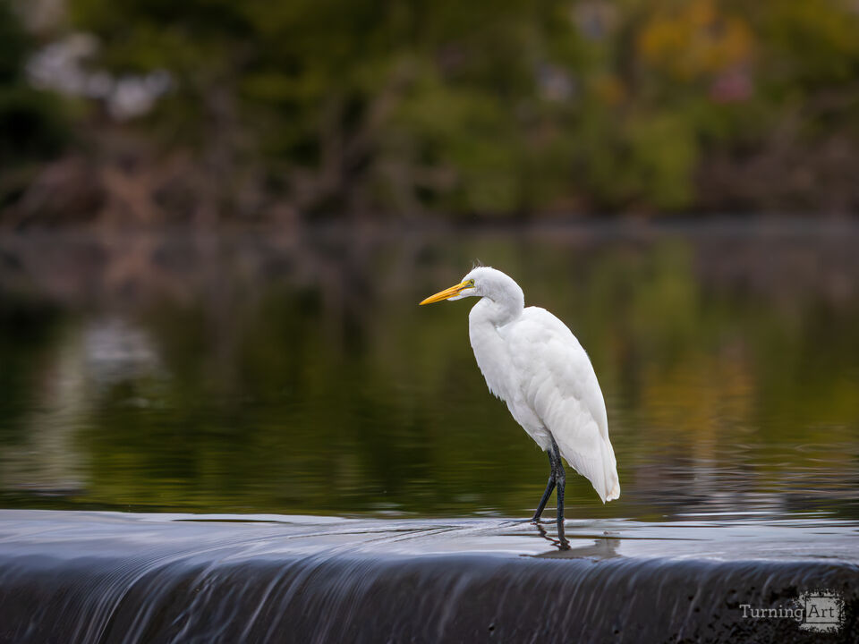 Egret Standing on a Waterfall Ledge
