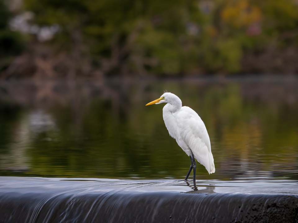 Egret Standing on a Waterfall Ledge