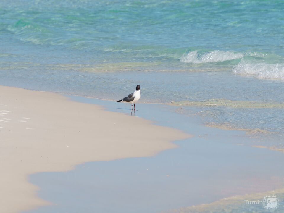 Destin Florida Gull Along Coastline
