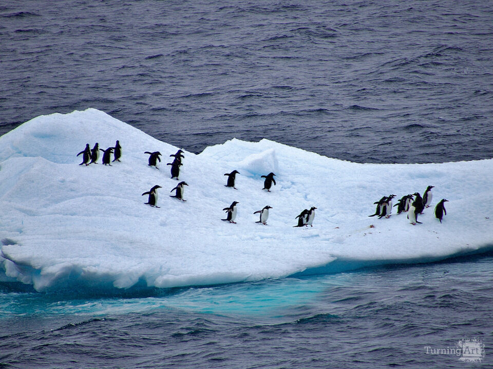 Antarctic Magellan Penguins On An Iceberg