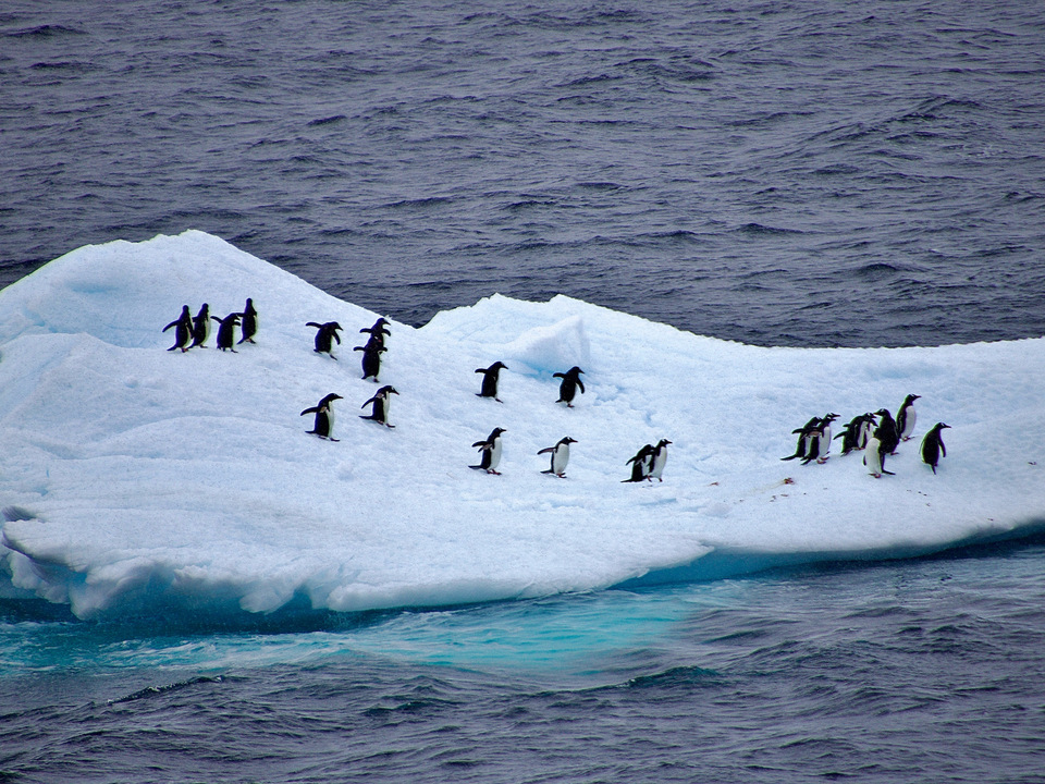 Antarctic Magellan Penguins On An Iceberg