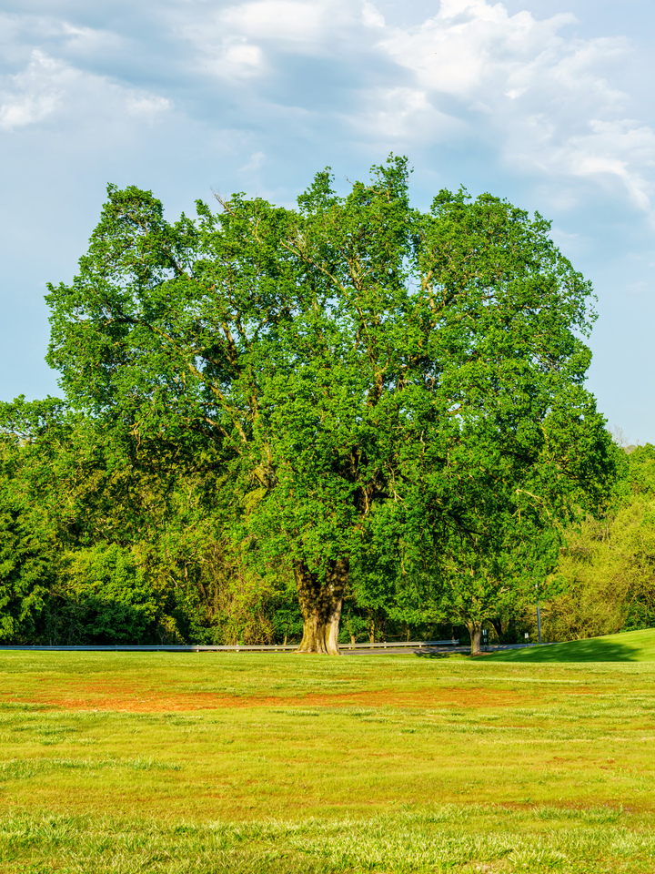 Resilient Elm In Spring