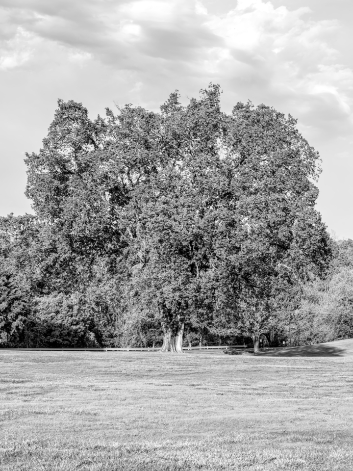 Resilient Elm In Spring Grayscale