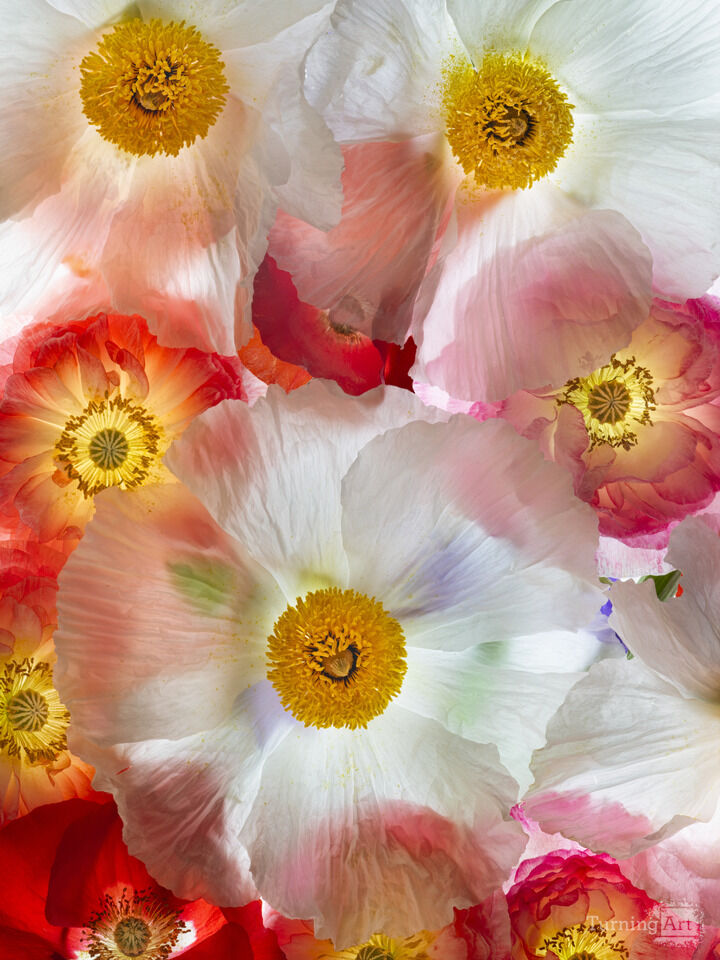 Assemblage including Matilija Poppies