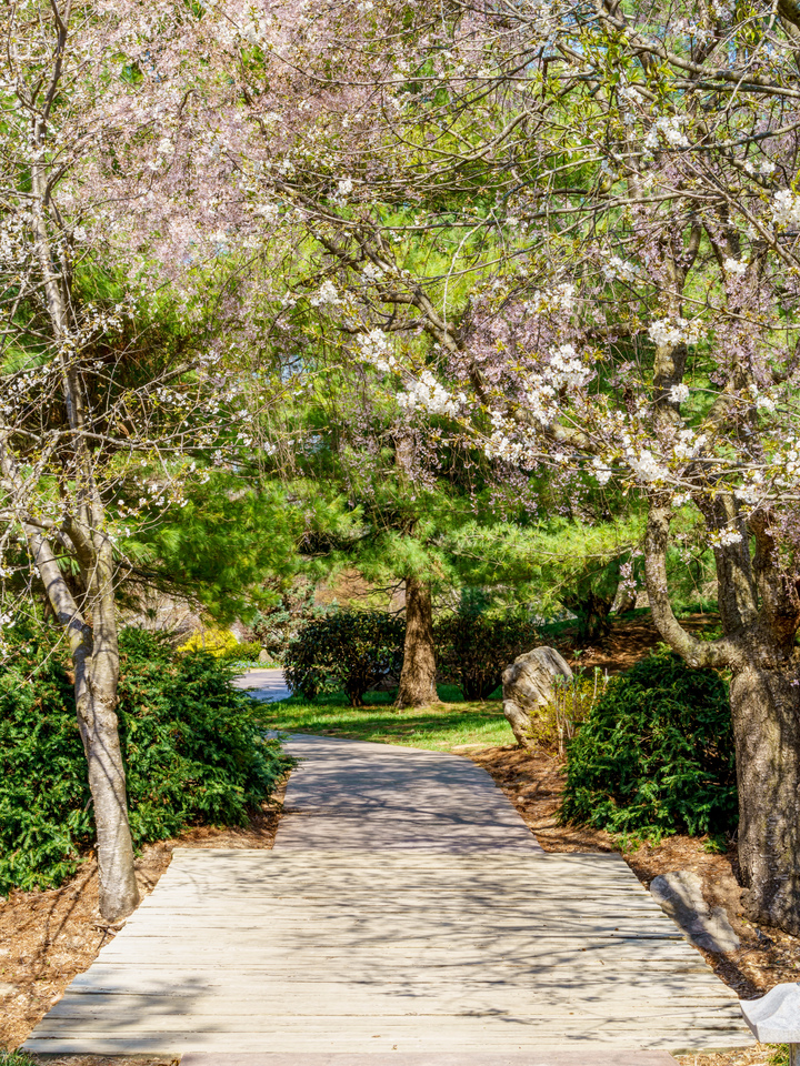 Spring Stroll Over Wooden Walkway Bridge