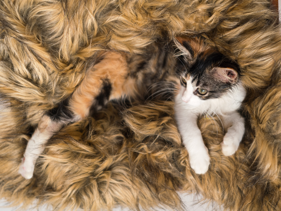 Calico Stretch Of Sweetness