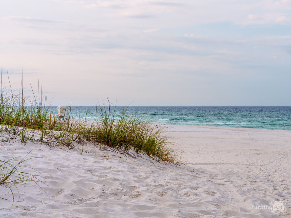 Sea Oats Along Panama City Beach