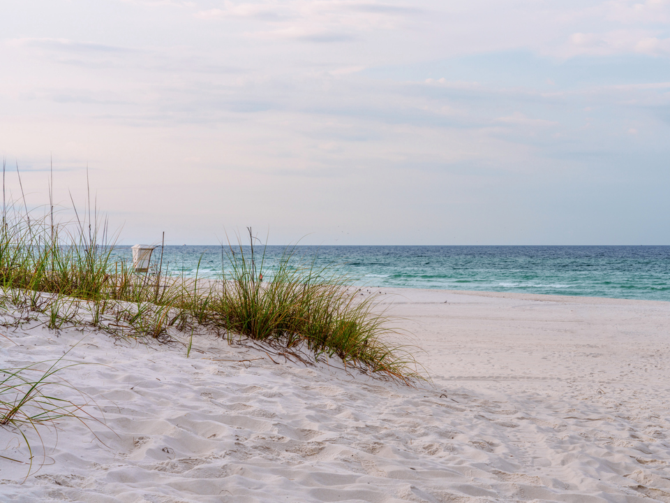 Sea Oats Along Panama City Beach