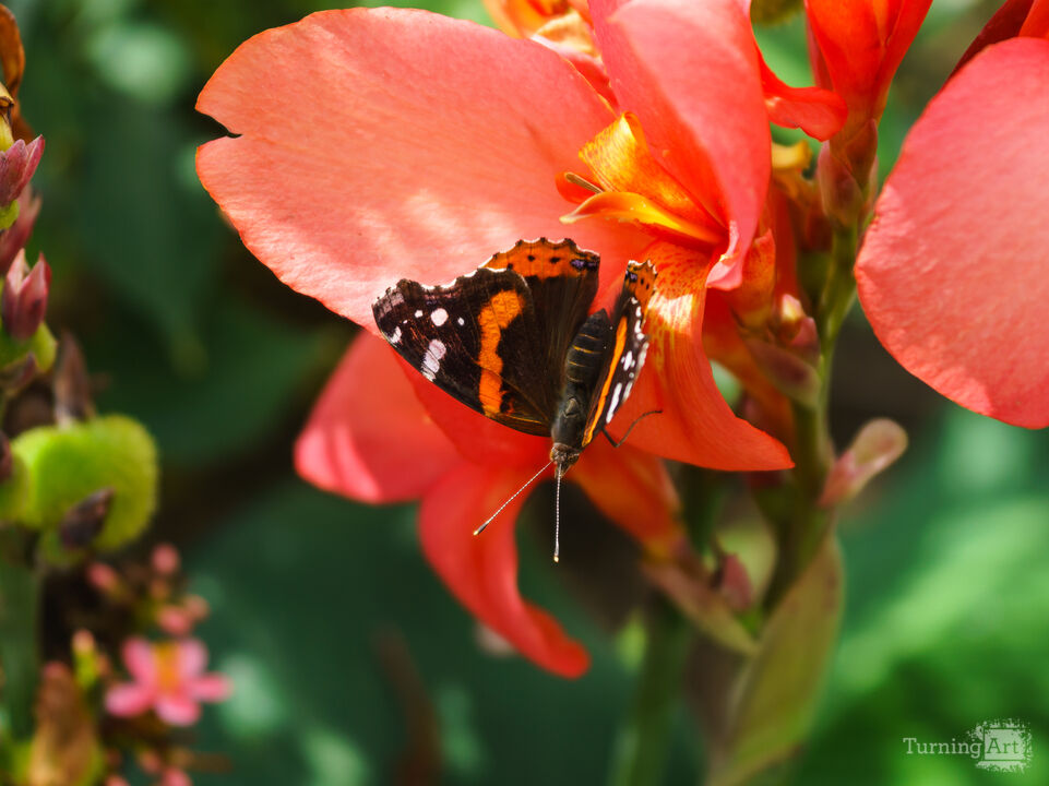 Red Admiral Butterfly