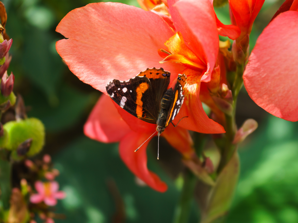 Red Admiral Butterfly