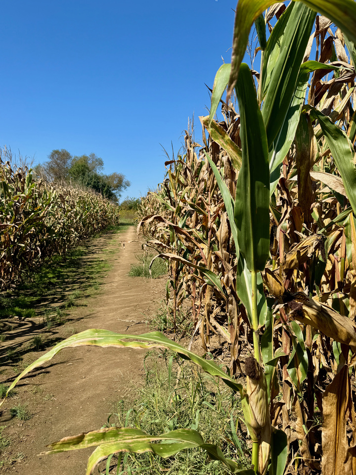 Cornfield