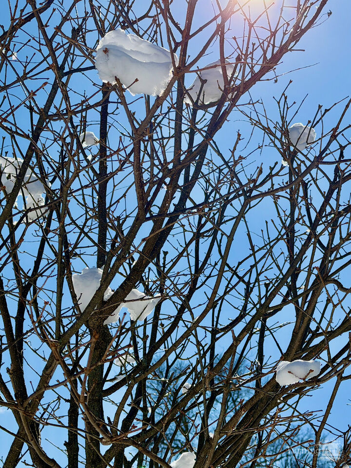 Snow and Branches