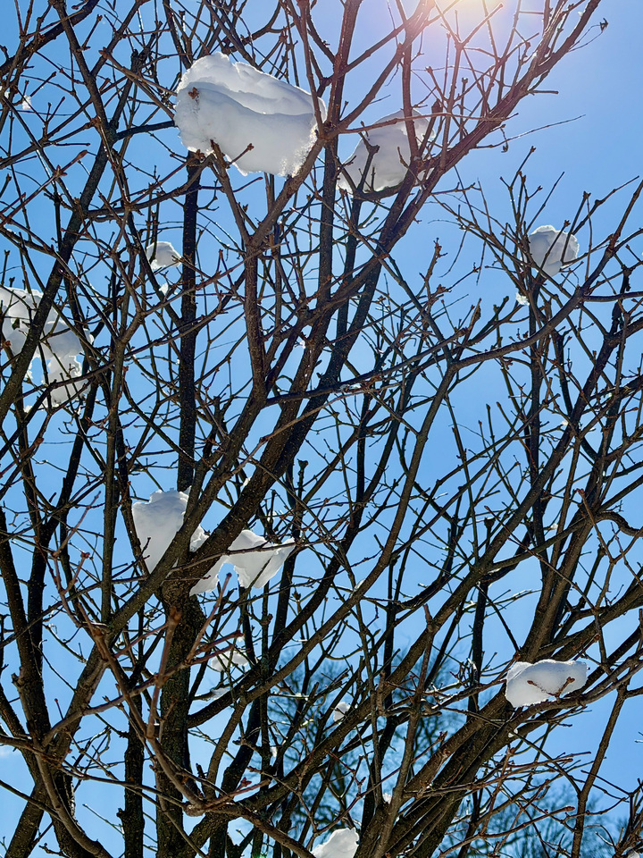 Snow and Branches