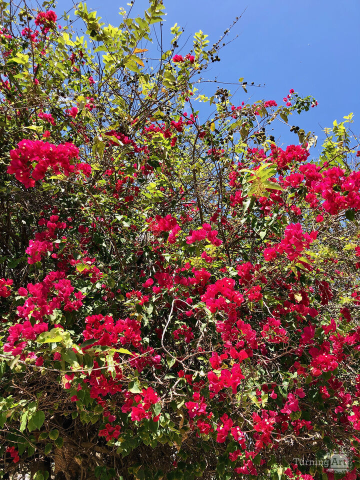 Great Bougainvillea