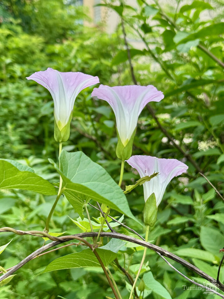 Flowers: Calystegia Sepium