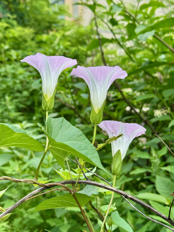 Flowers: Calystegia Sepium
