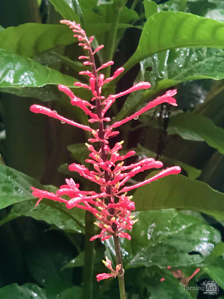 Firespike