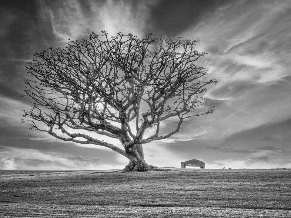 The Thinking Tree II