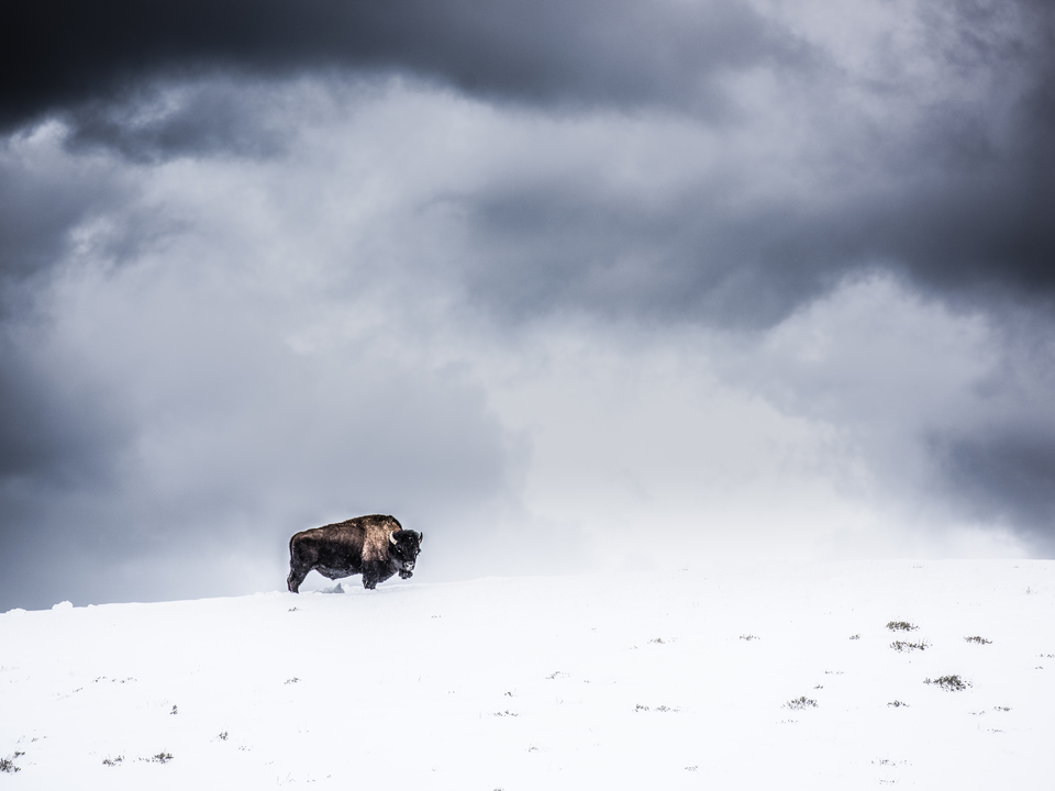 The Last Buffalo