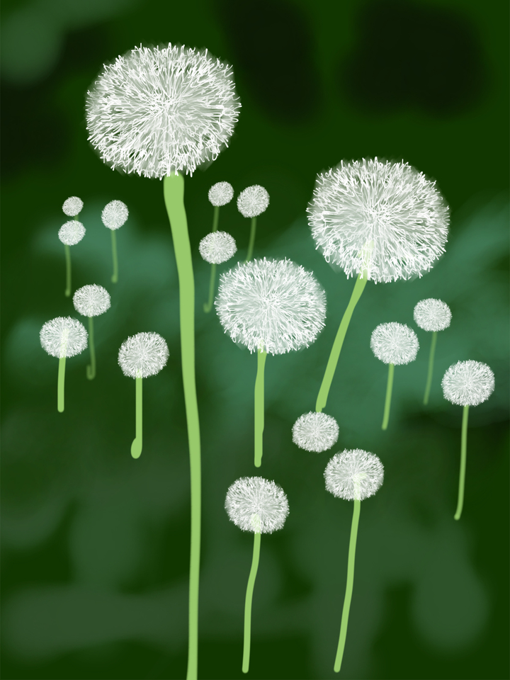Dandelion Puffs